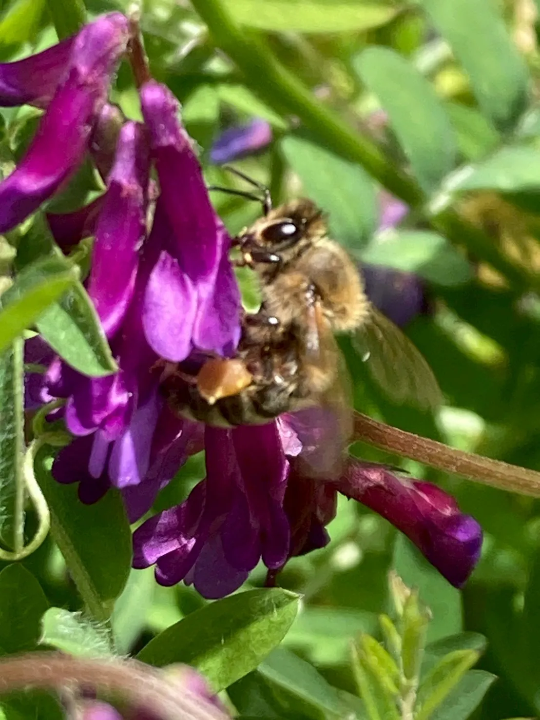 花に止まるミツバチ