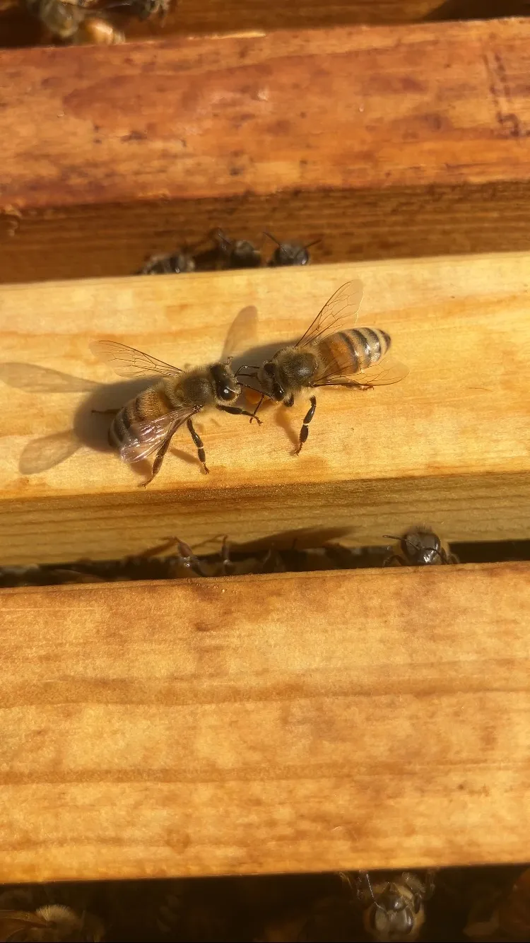 巣枠の上のミツバチ