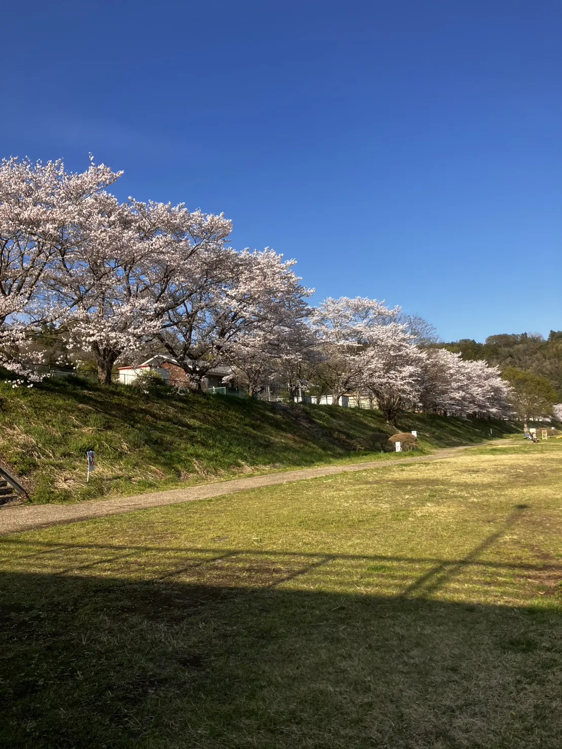 上野原の桜並木と山々